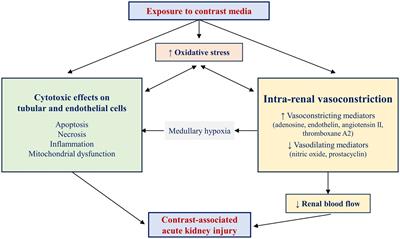 Prevention of contrast-associated acute kidney injury in an era of increasingly complex interventional procedures